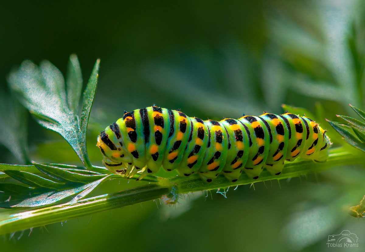 Schwalbenschwanzraupe - Mettenbach