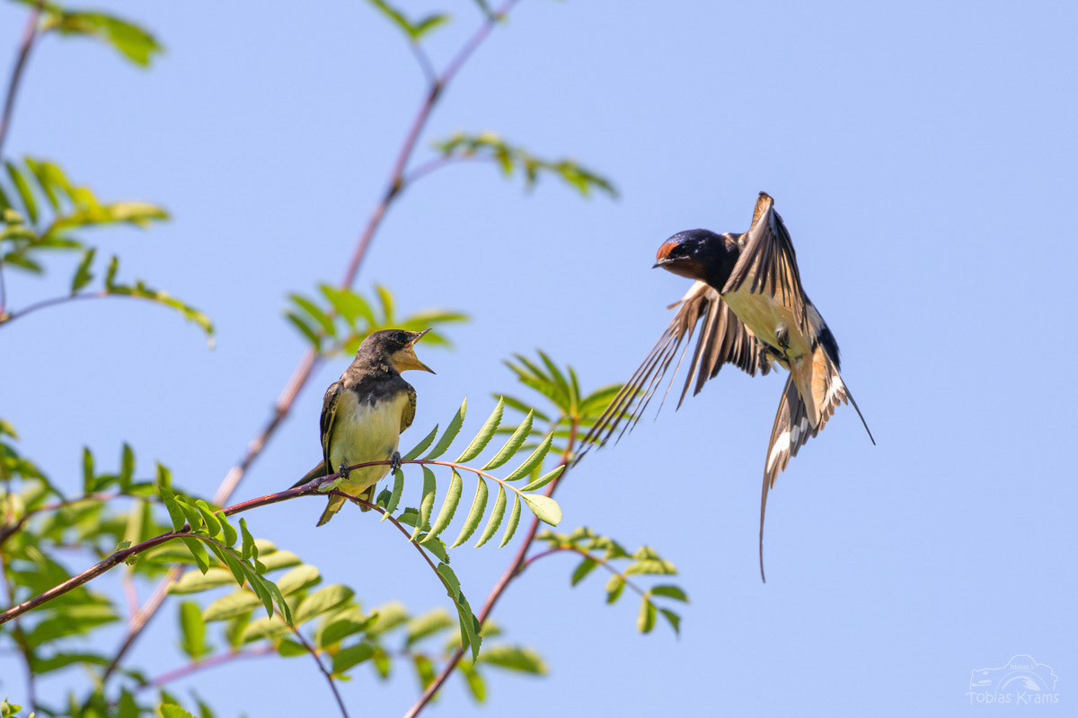 Junge Rauchschwalbe und Elternteil - Mettenbach 2025