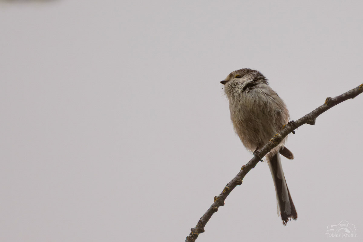 Schwanzmeise - Mettenbach