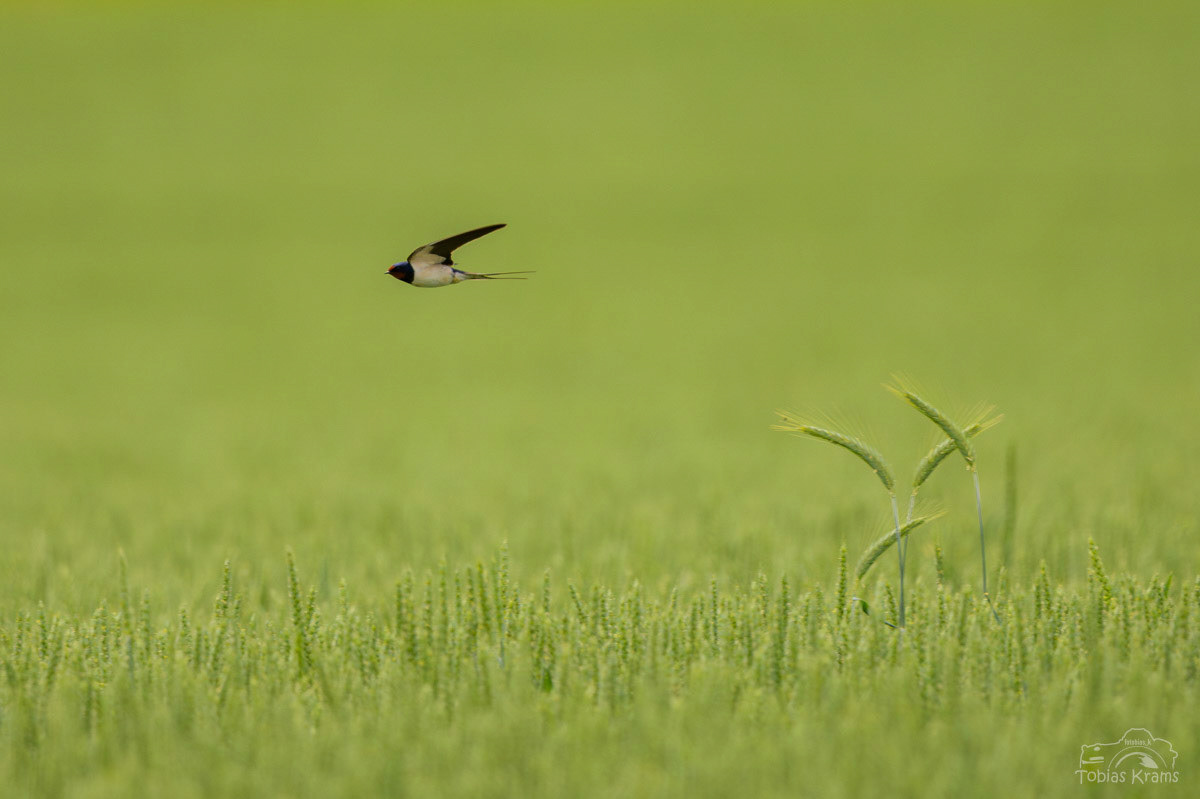 Rauchschwalbe - Mettenbach 2024