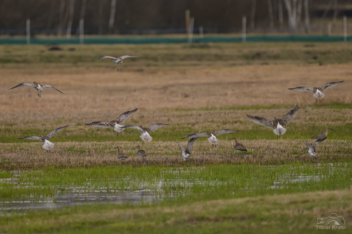 Großer Brachvogel - Kreuzstauden