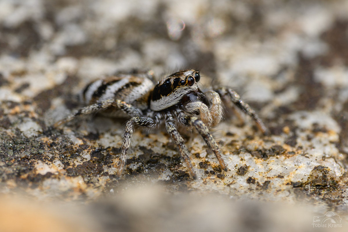 Mauer-Zebraspringspinne - Mettenbach