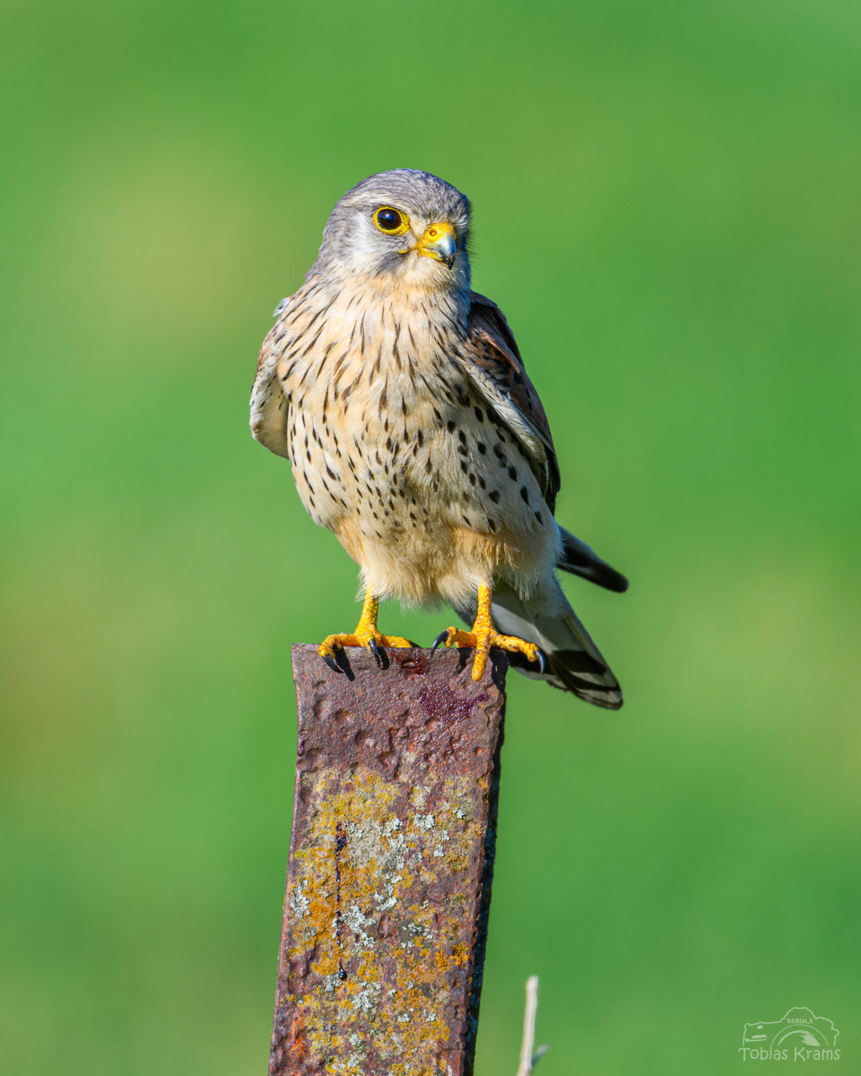 Turmfalke - Mettenbacher Moos 2025