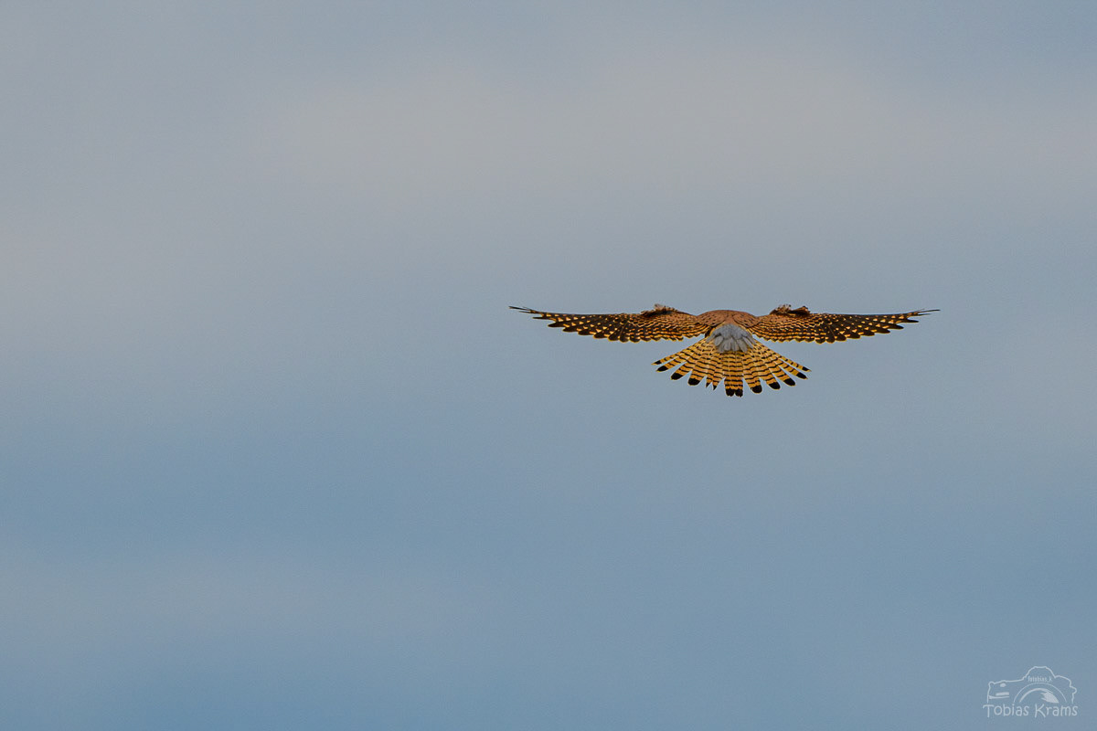 Turmfalke - Mettenbach 2024