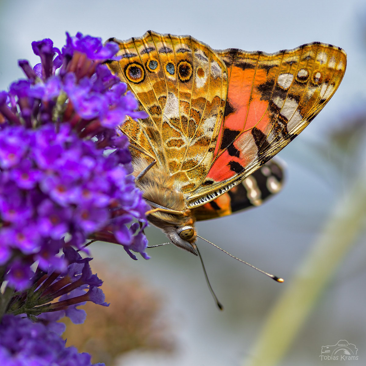 Distelfalter - Mettenbach