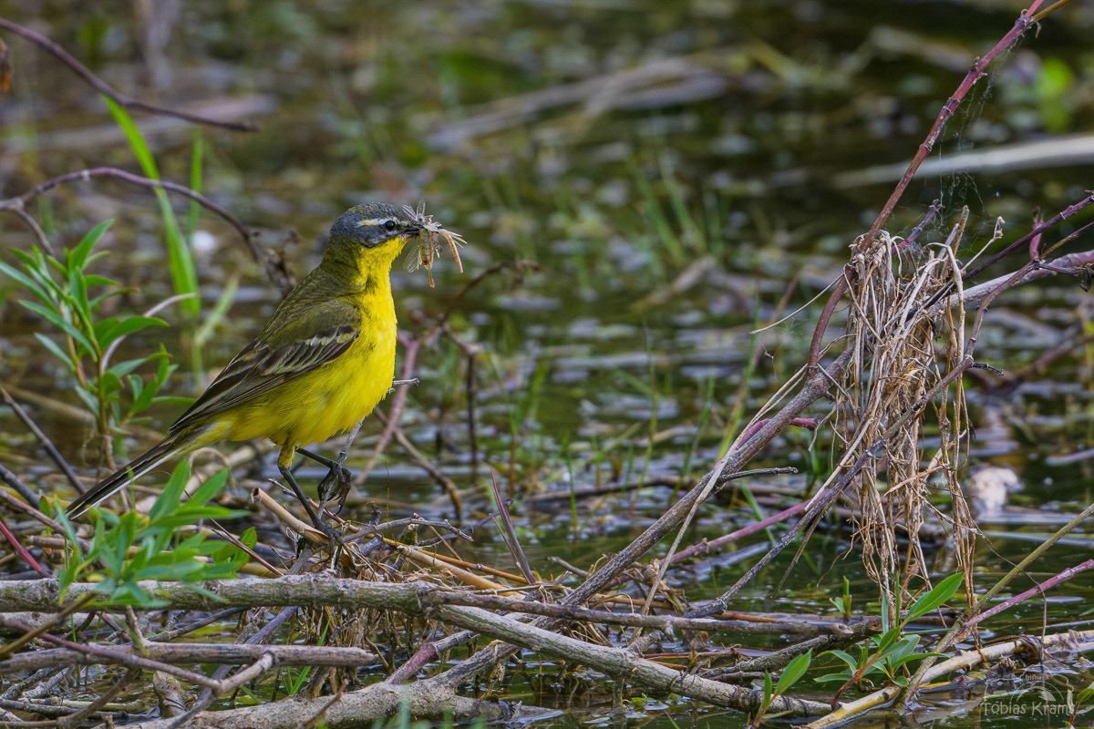 Schafstelze - Kreuzstauden 2025