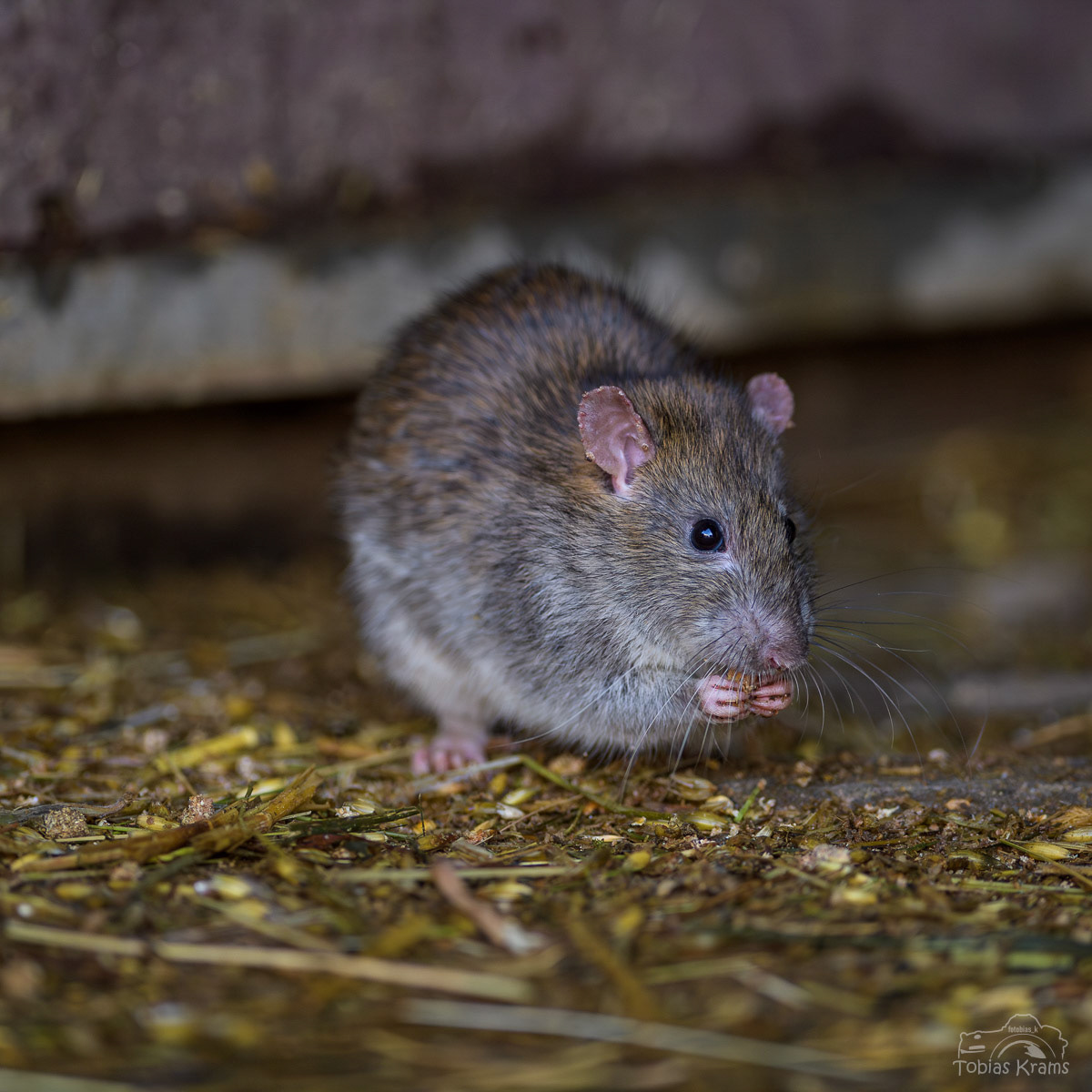 Ratte - Niederbayern 2023