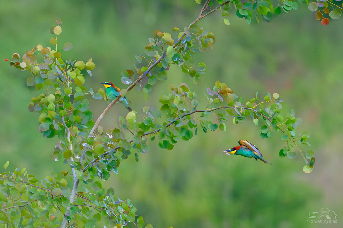 Bienenfresser - Mettenbach 2025