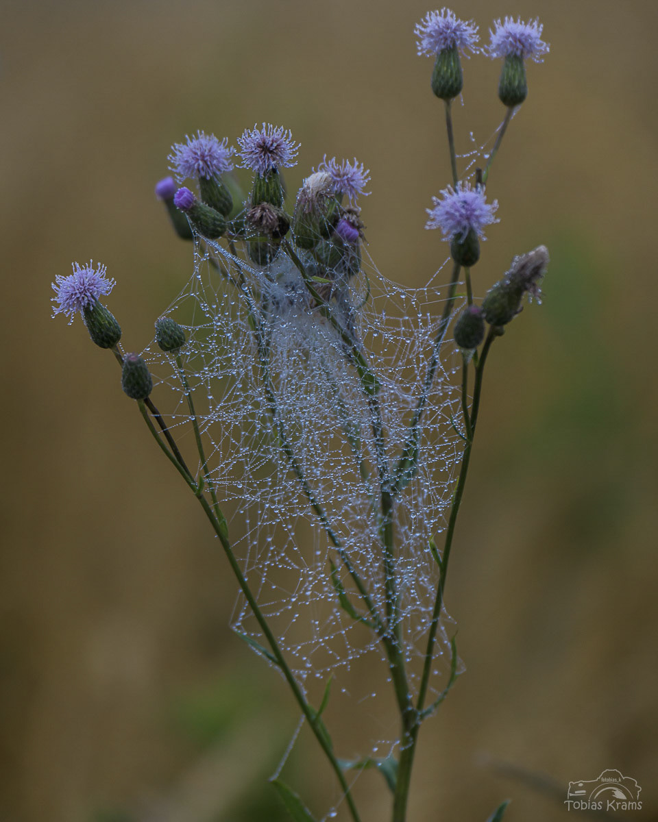 Morgentau - Ackerkratzdistel