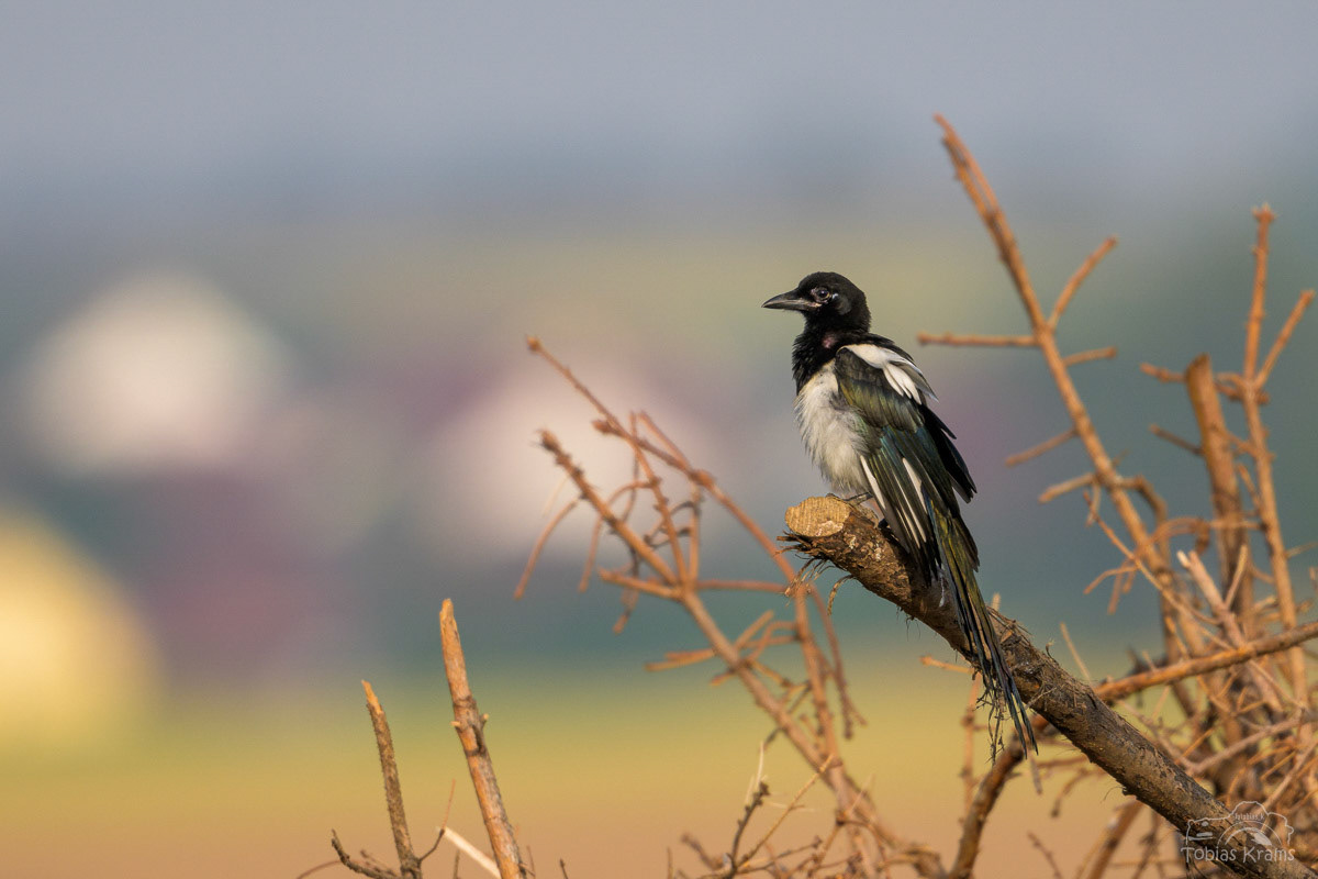 Elster - Mettenbacher Moos 2024