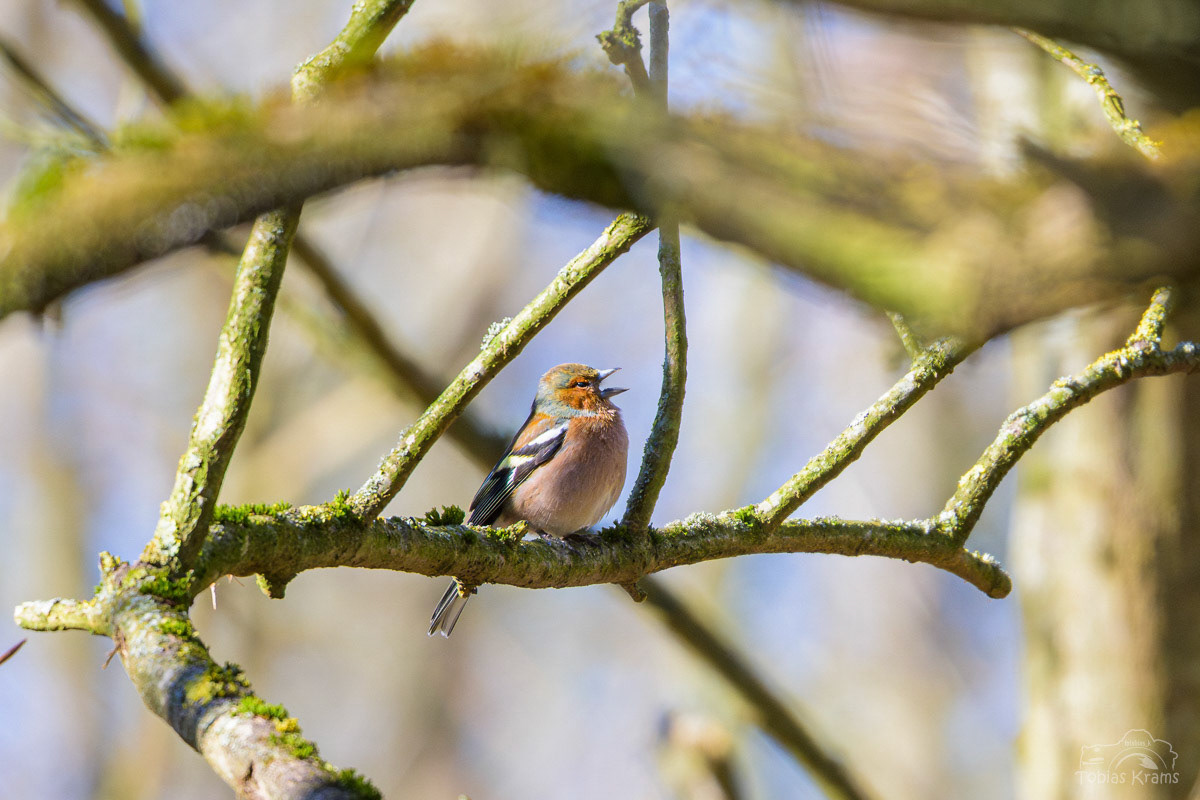 Buchfink - Mettenbach 2025