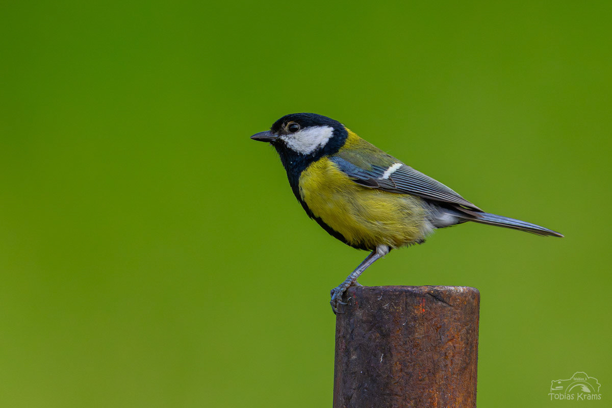 Kohlmeise - Mettenbacher Moos 2025