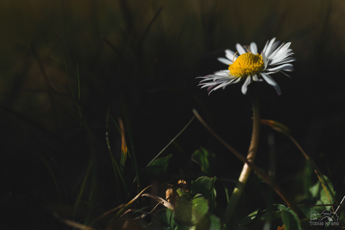 Gänseblümchen (im Garten)