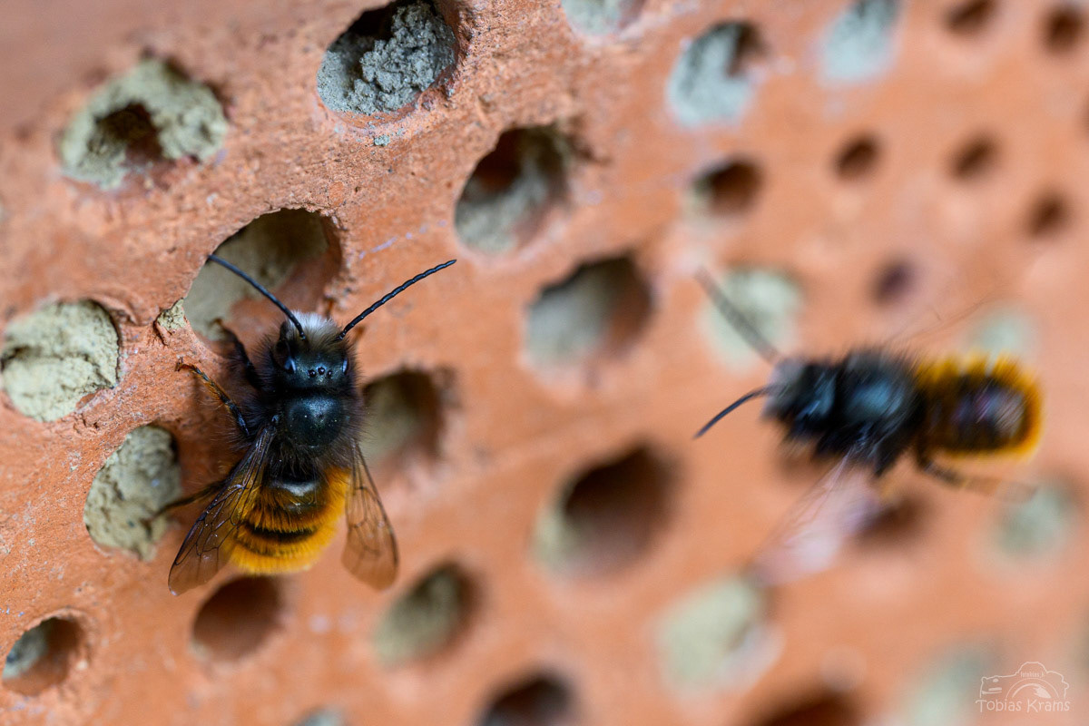 Gehörnte Mauerbiene - Mettenbach