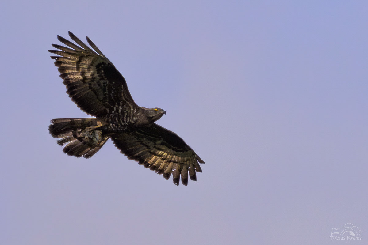 Wespenbussard mit Wespennest - Mettenbach 2025