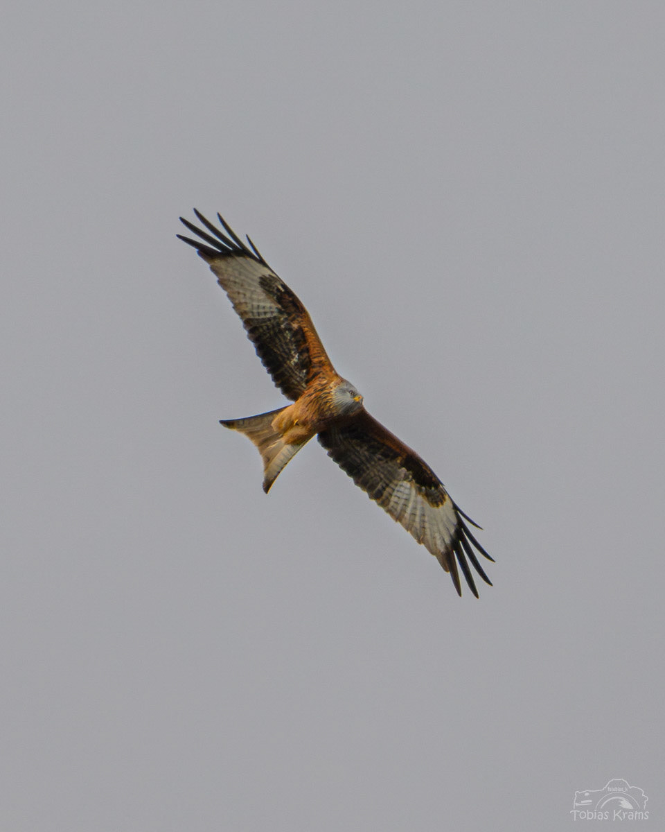 Rotmilan - Mettenbach 2025