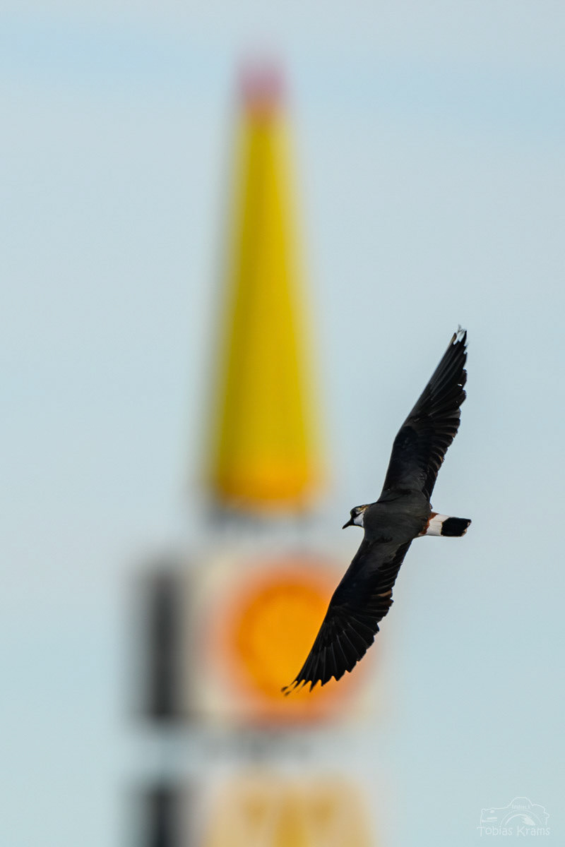 Kiebitz - Kreuzstauden 2024