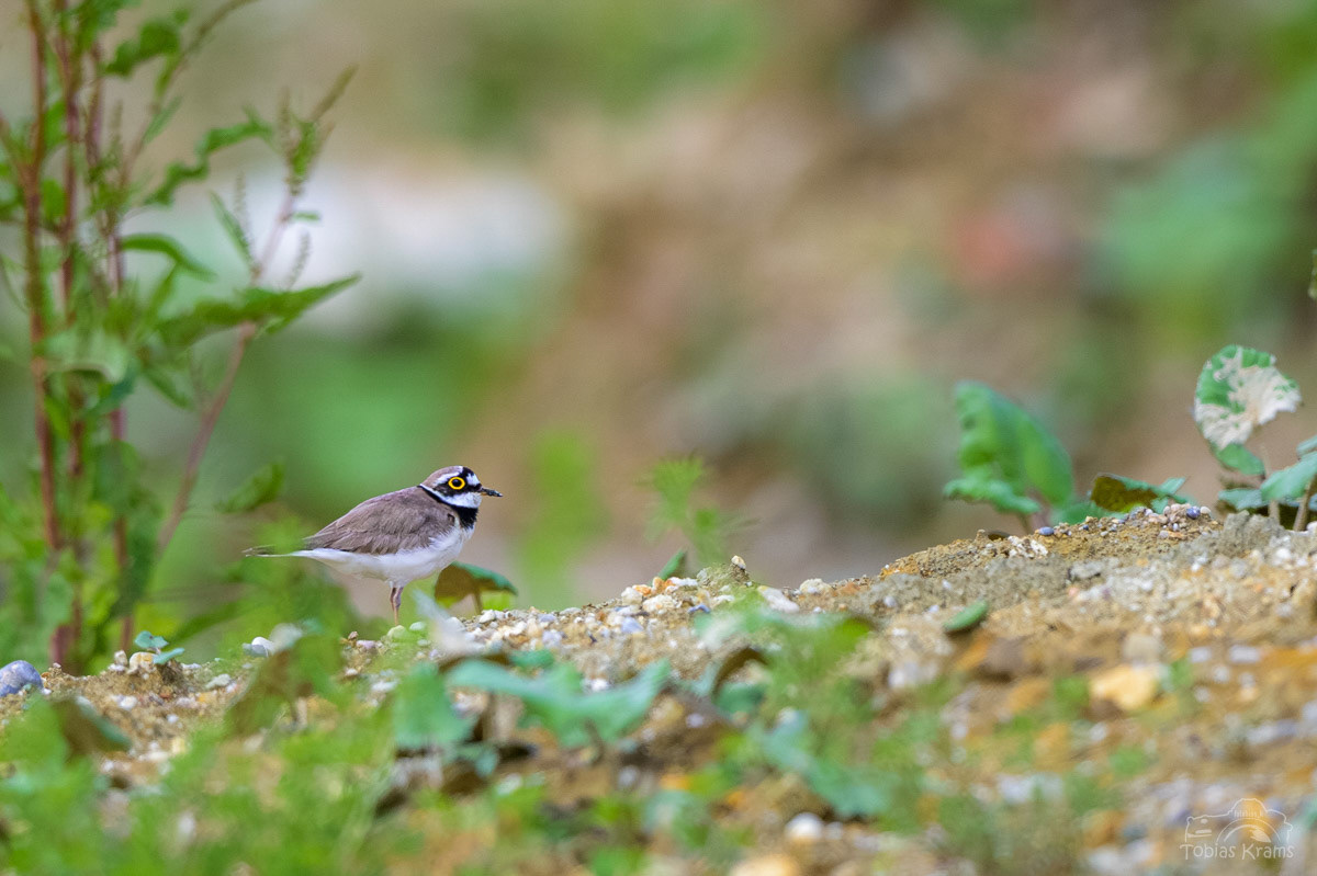 Flussregenpfeifer - Kläham 2024
