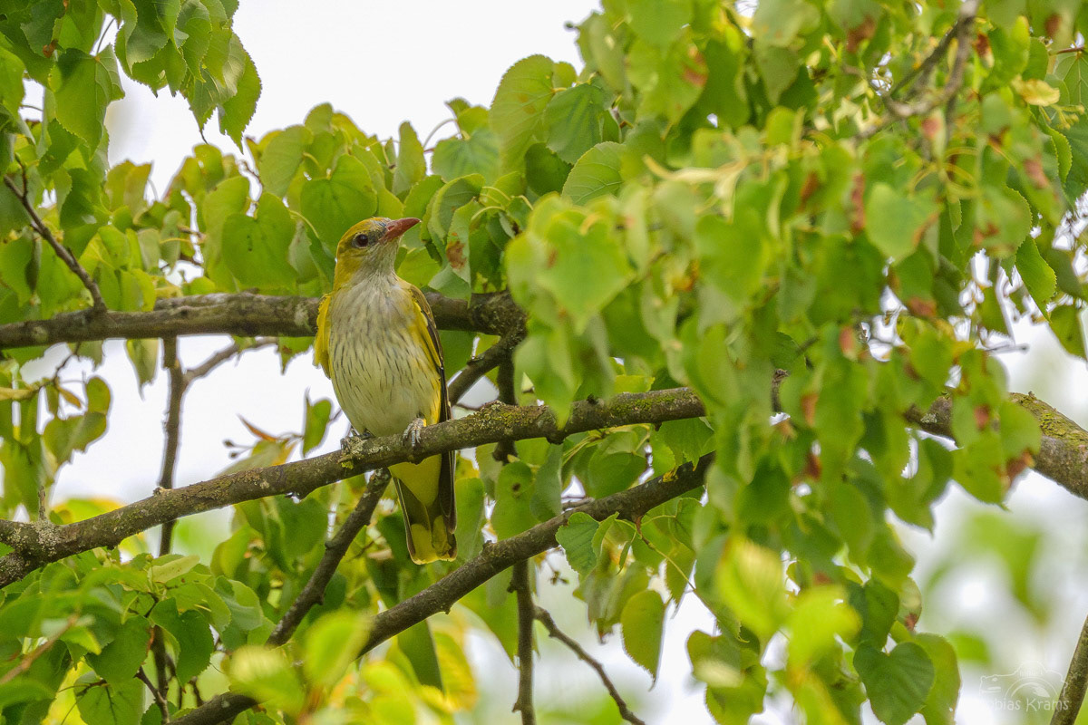 Pirol - Jungvogel - Grießenbacher Moos 2025