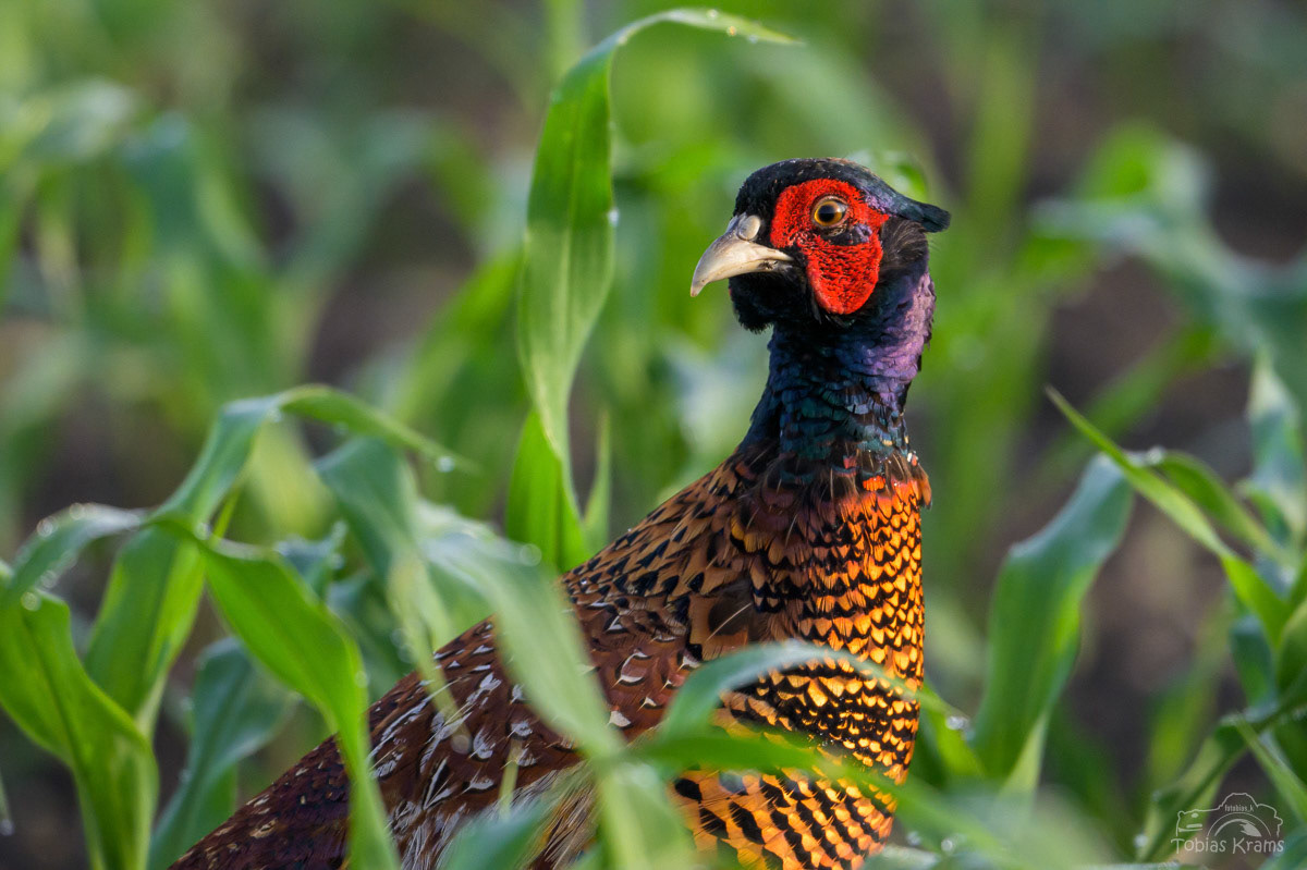 Jagdfasen (Männchen) - Mettenbacher Moos 2024