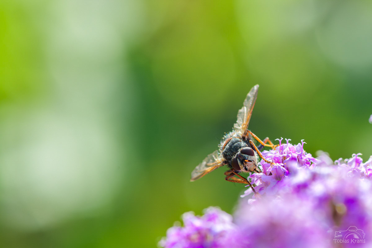 Igelfliege - Mettenbach