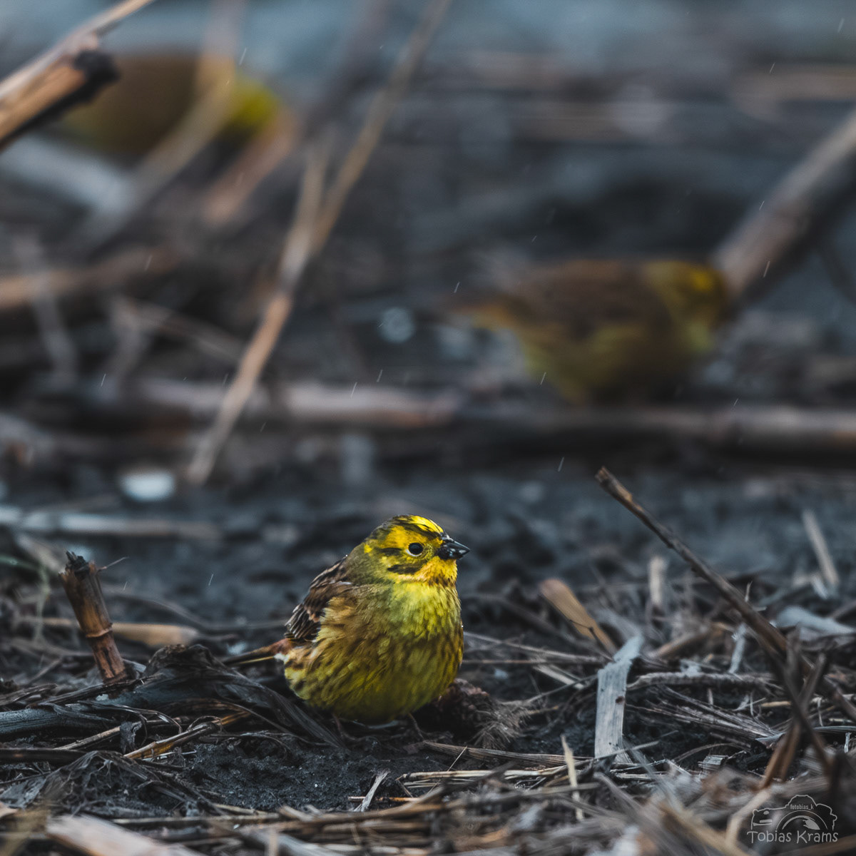 Goldammer - Mettenbacher Moos 2024