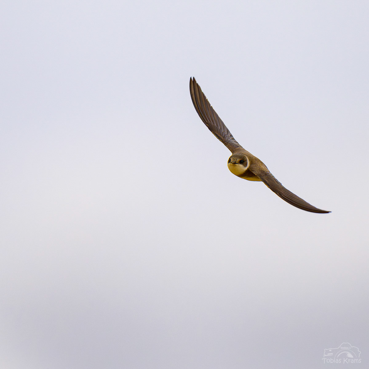 Mauersegler - Kläham 2024