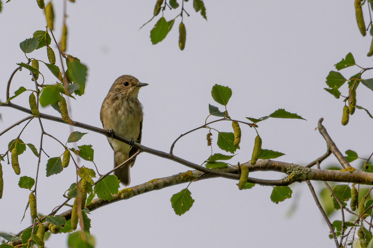 Grauschnäpper - Mettenbach 2024