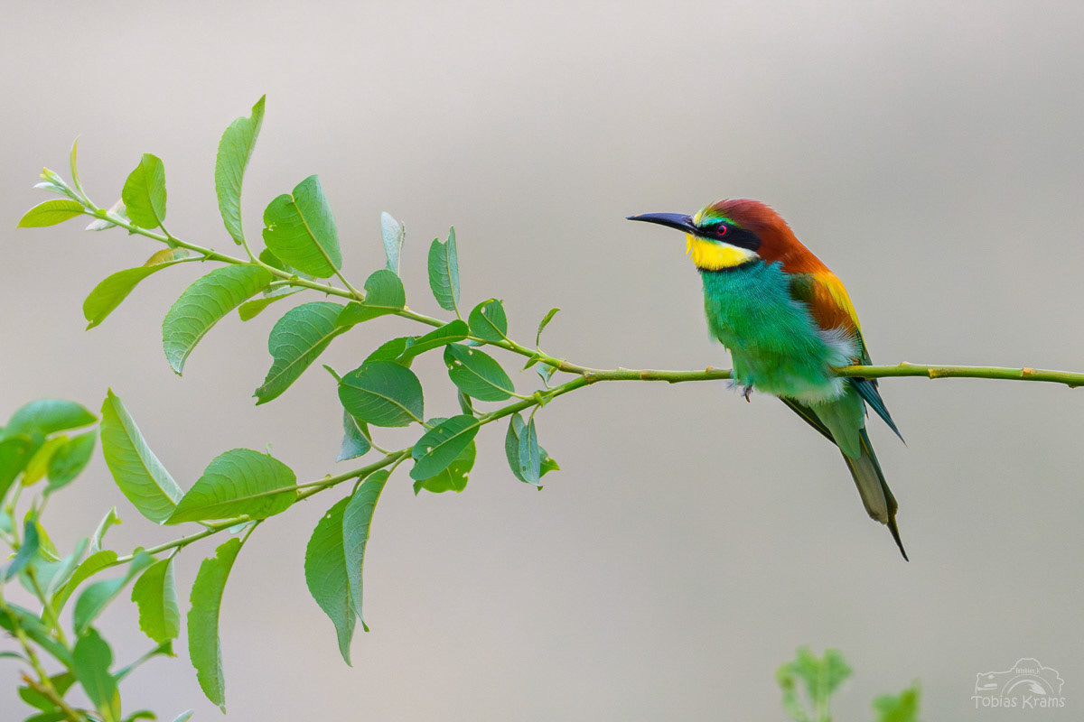 Bienenfresser - Mettenbach 2025