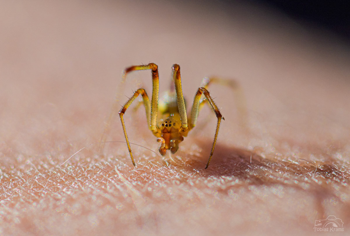 gewöhnliche Haubennetzspinne - Mettenbach