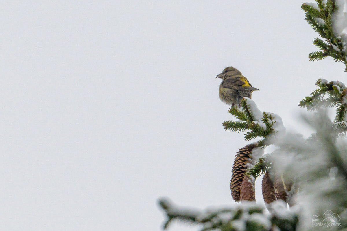 Fichtenkreuzschnabel Mettenbach 2025