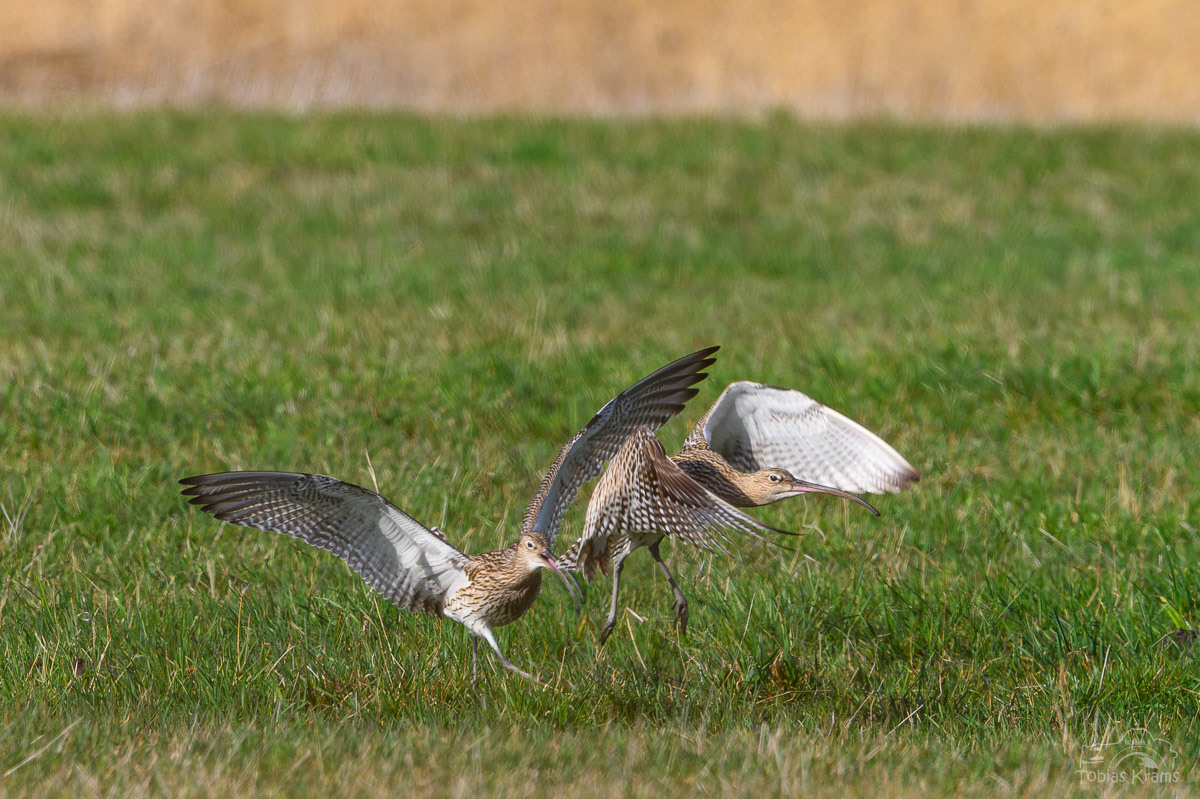 Große Brachvögel im Revierstreit - Kreuzstauden 2025