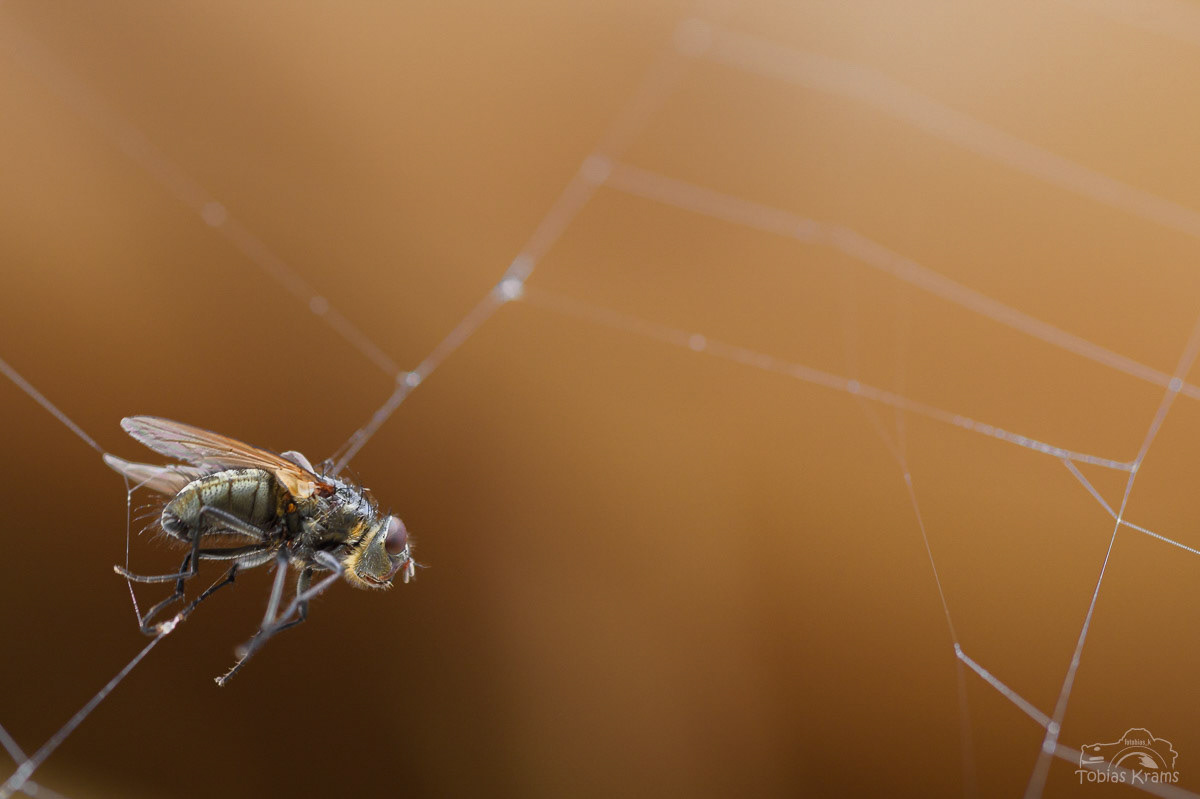 Stubenfliege im Netz - Mettenbach