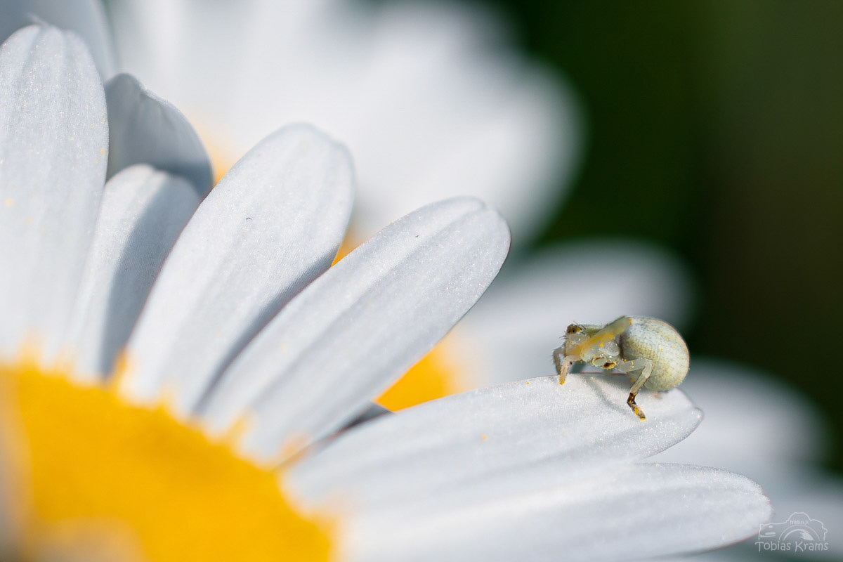 Veränderliche Krabbenspinne - Mettenbach