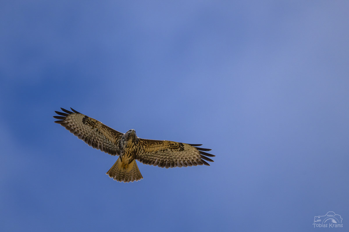 Mäusebussard - Mettenbach 2025