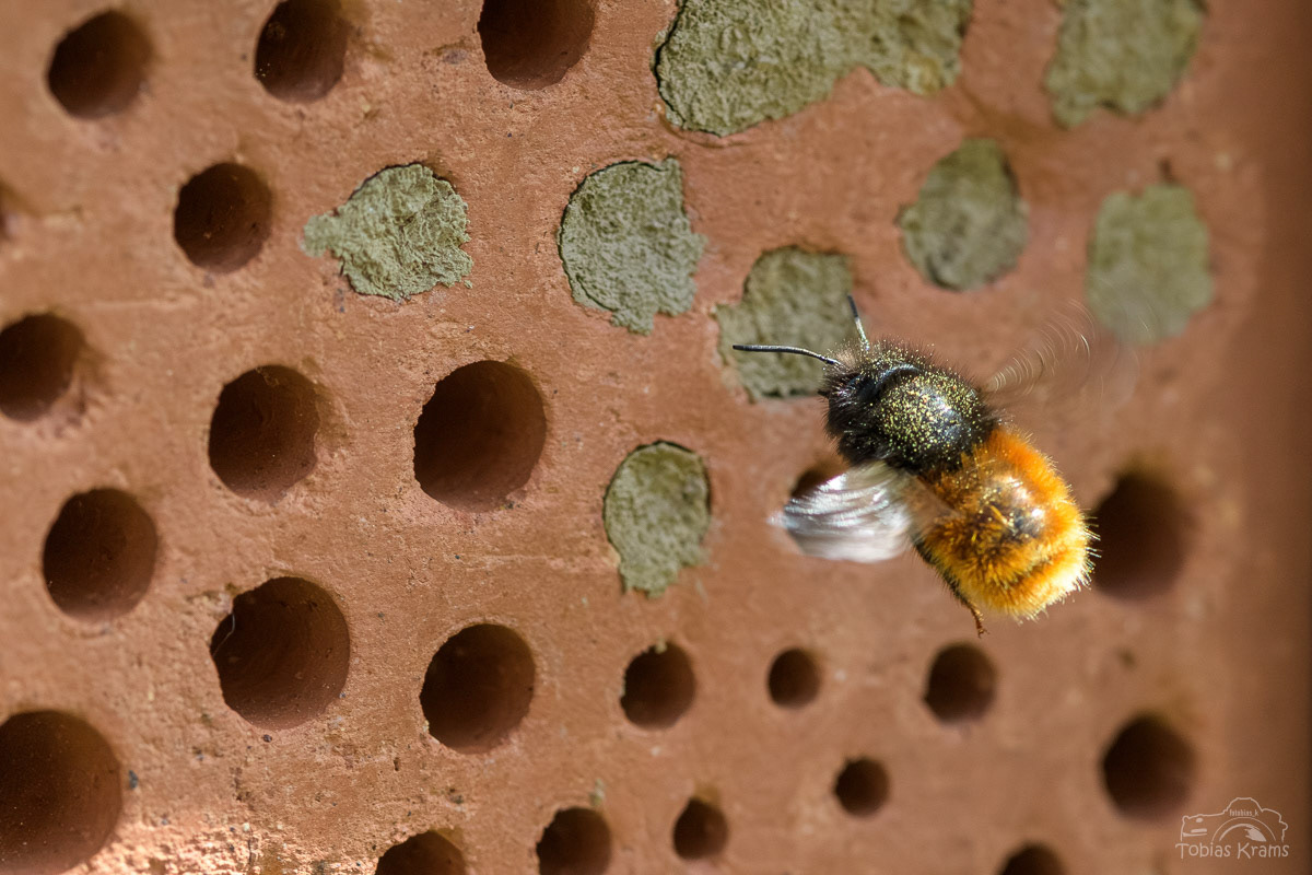 Gehörnte Mauerbiene - Mettenbach