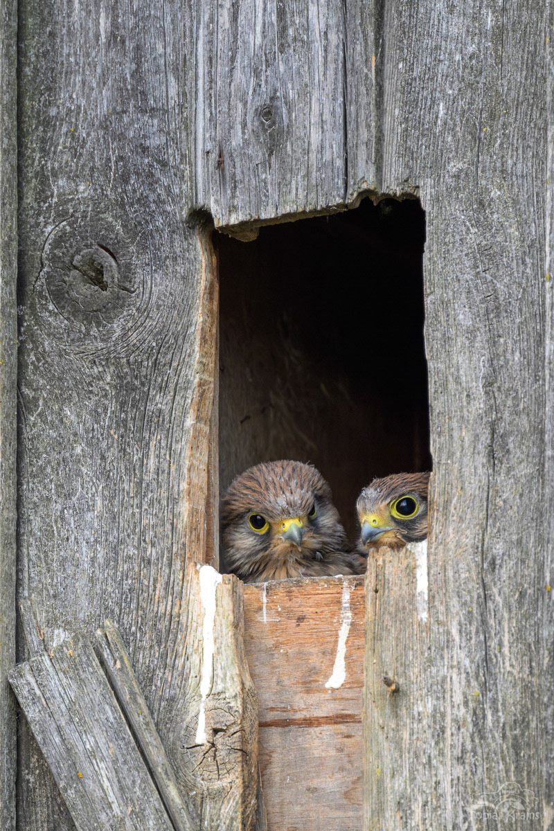 Turmfalken Nachwuchs - Mettenbacher Moos 2025