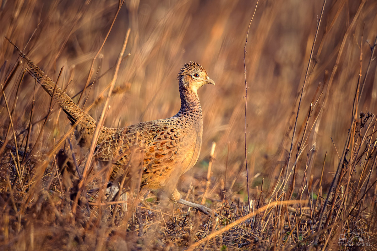 Jagdfasan (Weibchen) - Mettenbach 2024