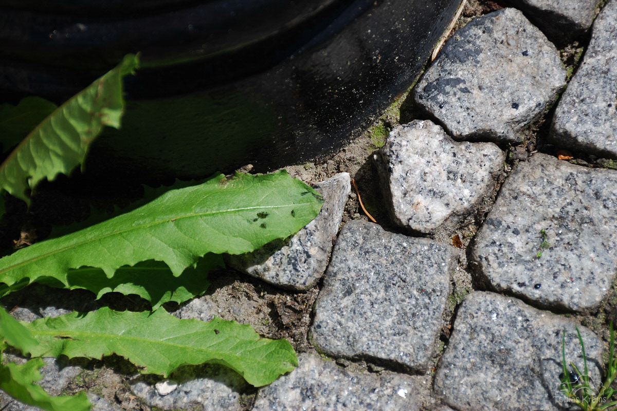 Entdeckt - Papenburg