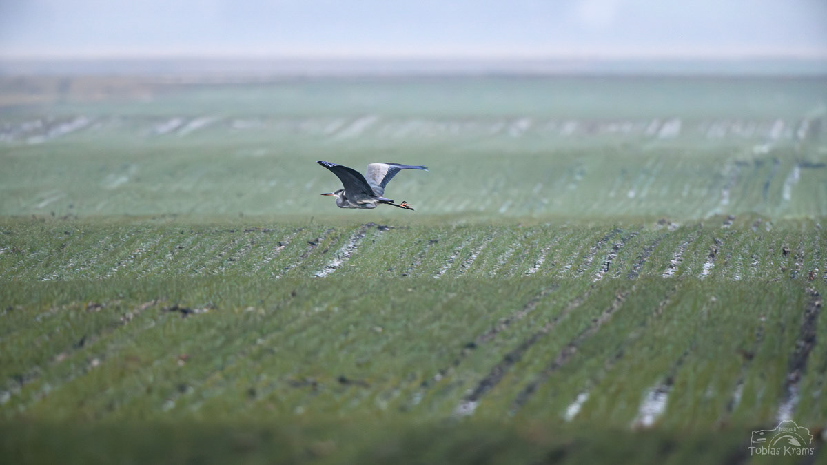 Graureiher - Mettenbacher Moos 2024