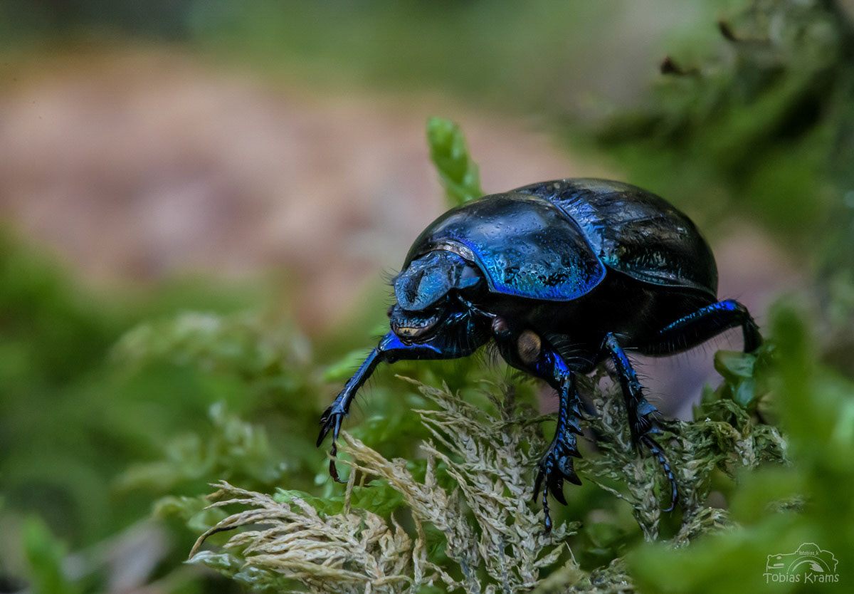 Waldmistkäfer - Mettenbach