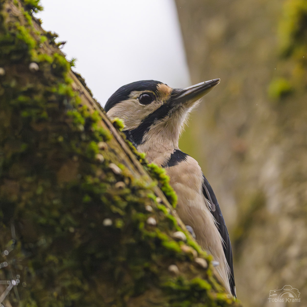 Buntspecht Weibchen ganz nahe - Altheim 2024
