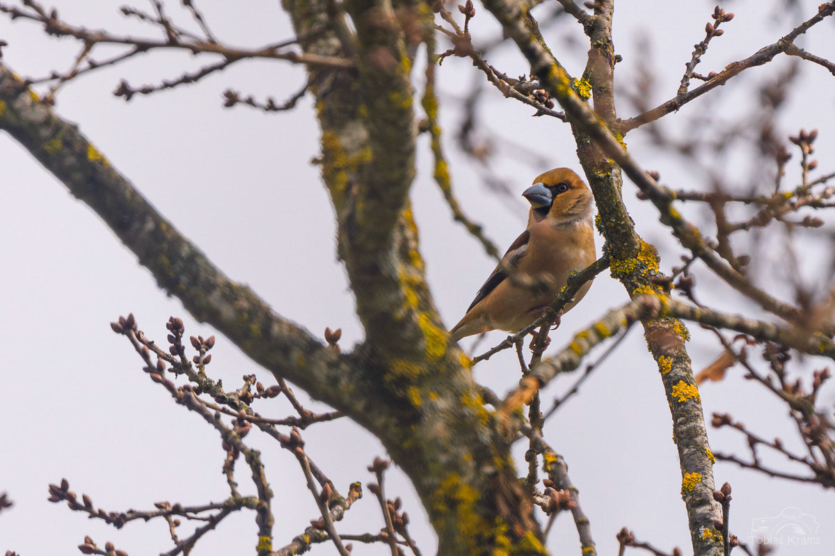 Kernbeißer - Mettenbach