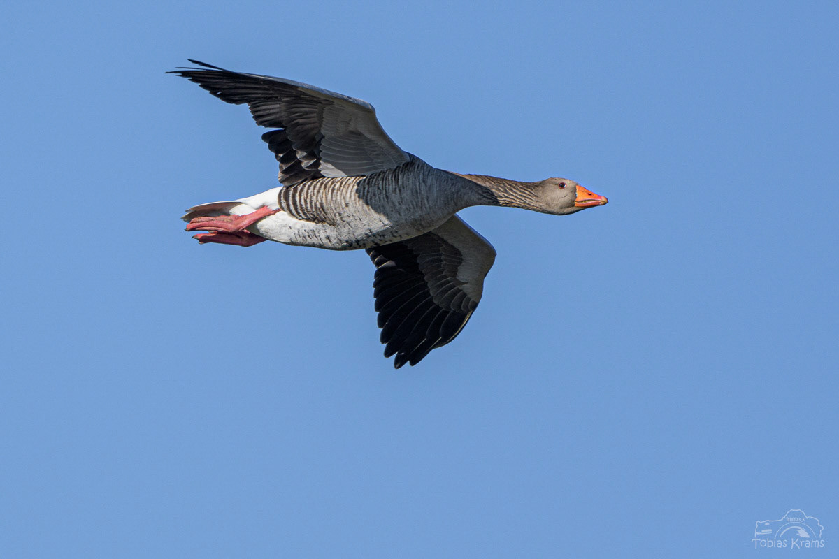 Graugans - Kreuzstauden 2024