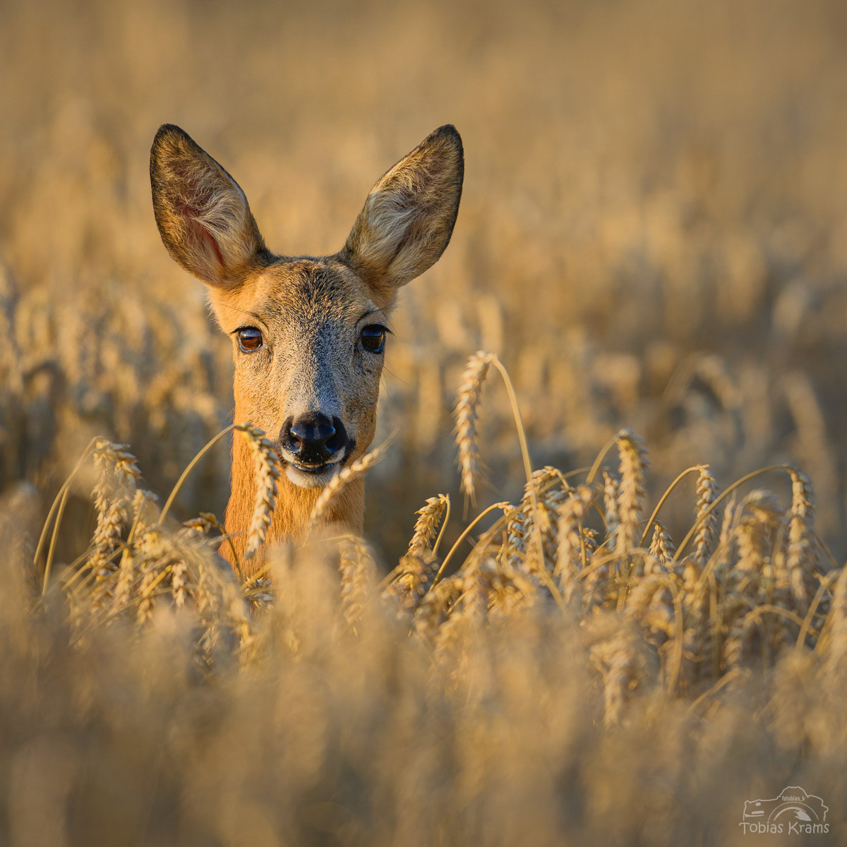 Ricke - Mettenbach 2024