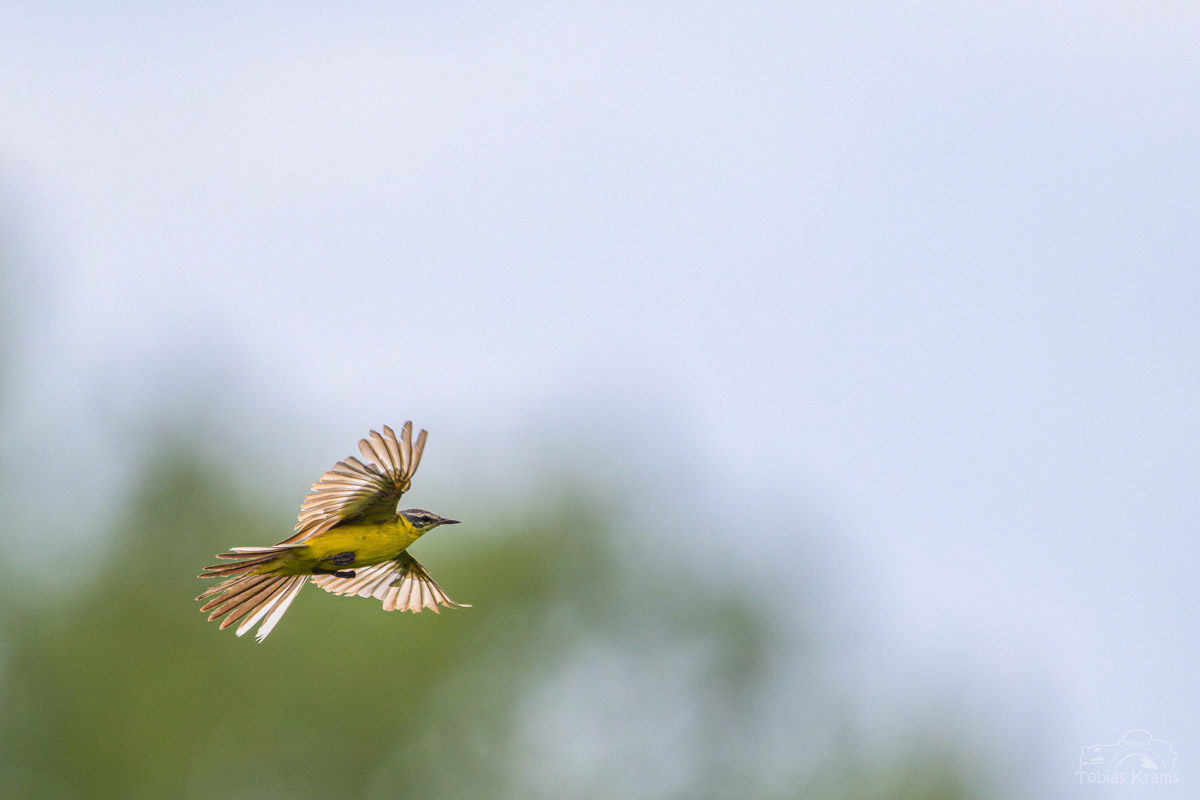 Schafstelze - Mettenbacher Moos 2025