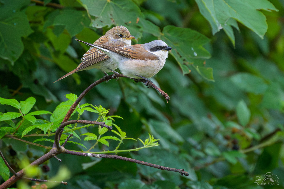 Neuntöter Männchen und Jungvogel - Mettenbach 2025
