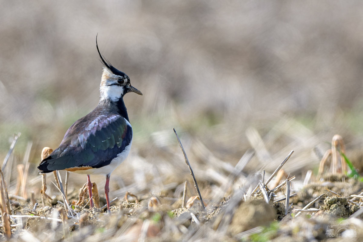 Kiebitz - Mettenbacher Moos 2024