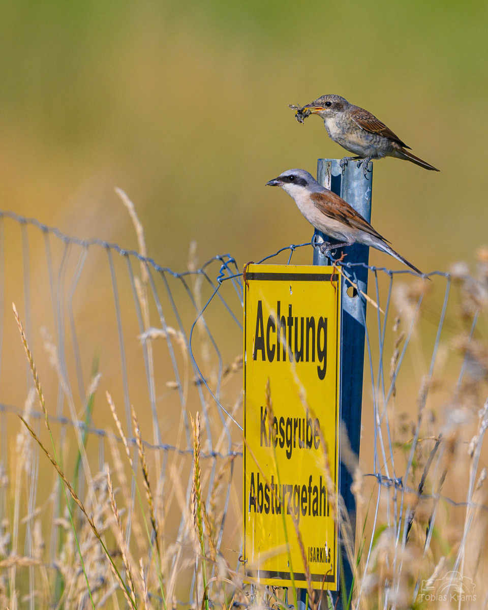 Neuntöter Männchen mit Jungvogel - Mettenbach 2024