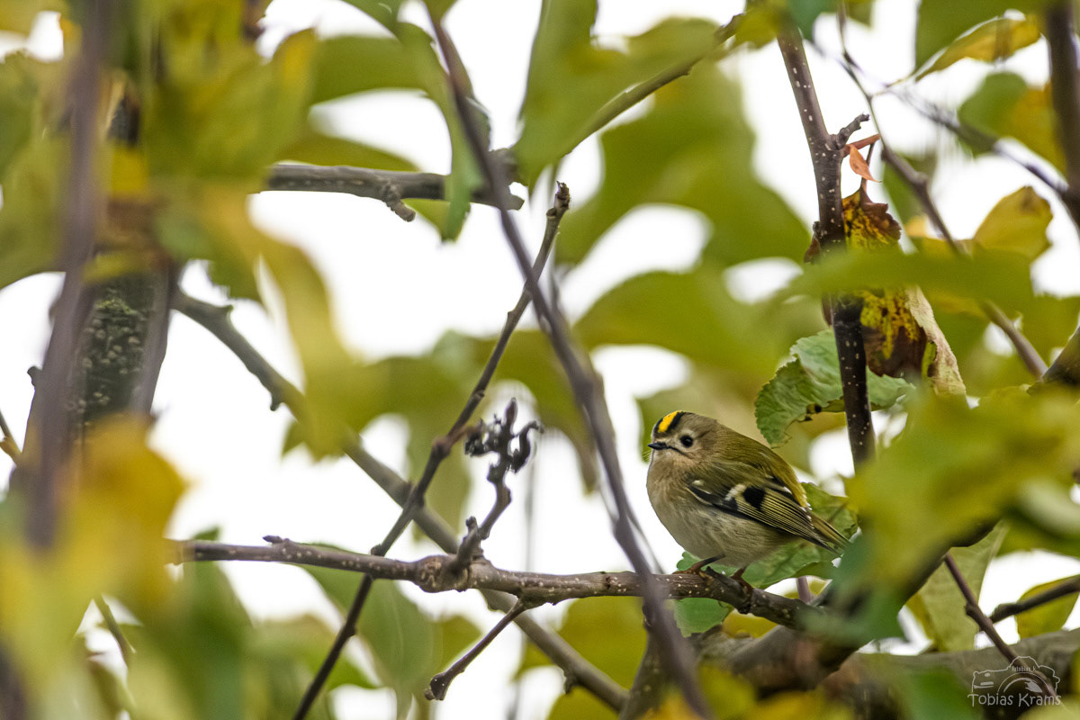 Wintergoldhähnchen - Mettenbach 2023